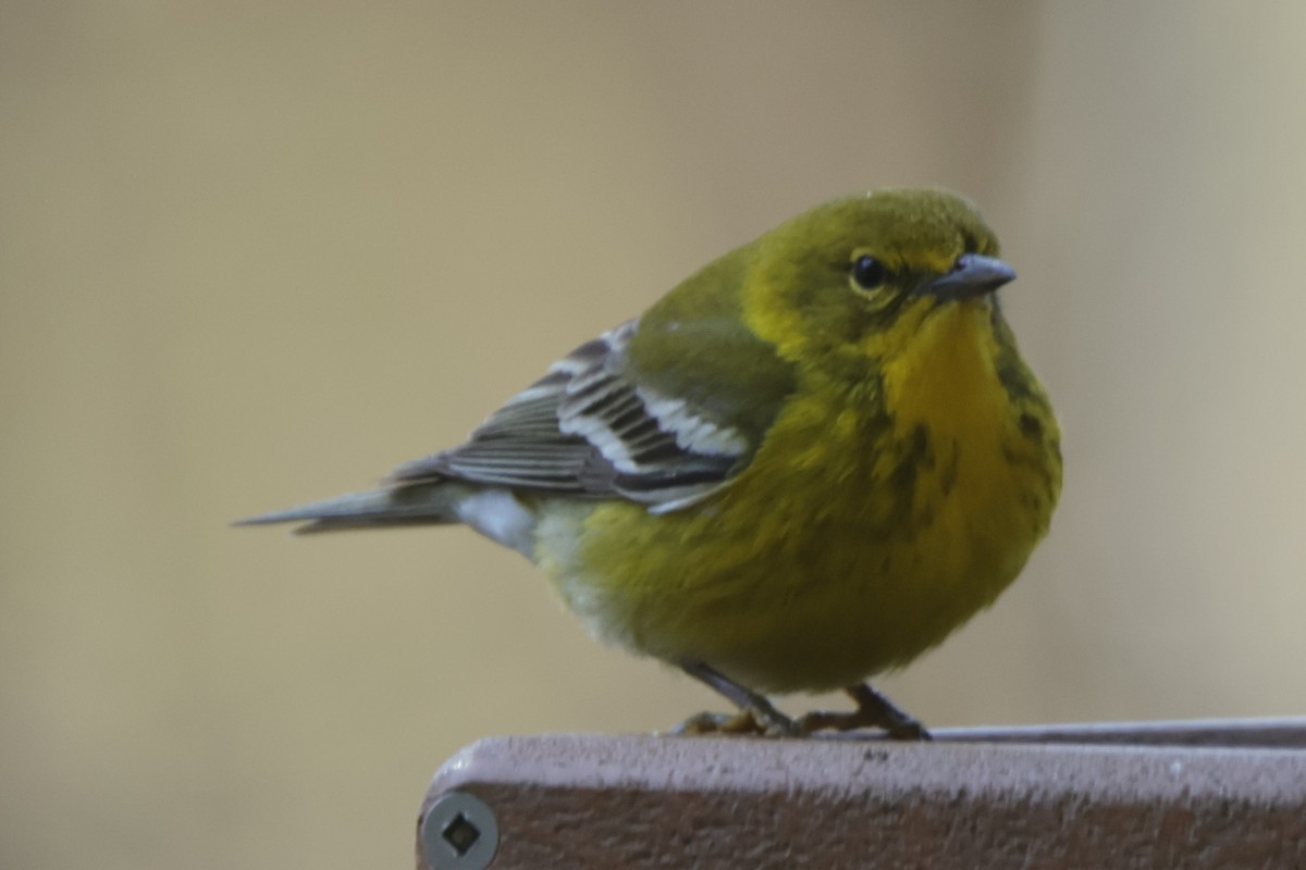 Pine Warbler - Andrew E and Rebecca A Steinmann