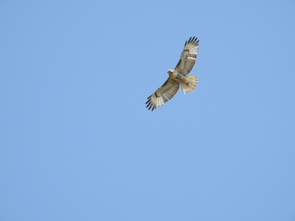 Red-tailed Hawk - ML617326404