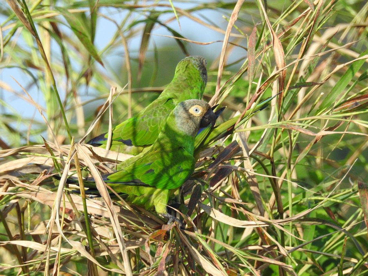 Dusky-headed Parakeet - Raul Afonso Pommer-Barbosa - Amazon Birdwatching