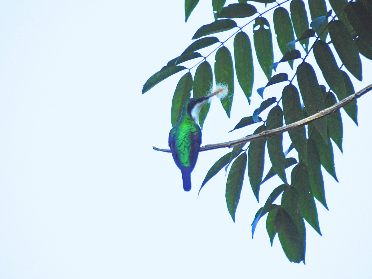 Черноухая колибри-фея - ML617326511
