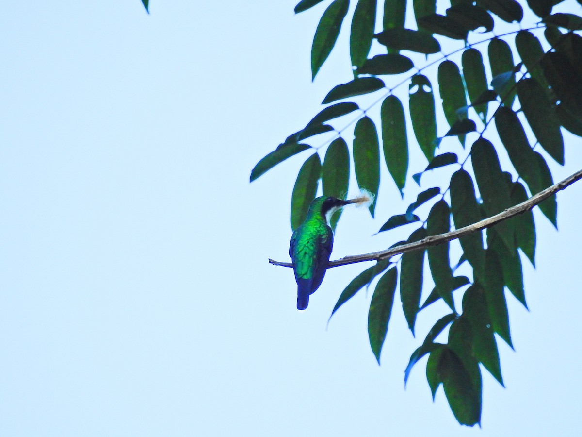 kolibřík černouchý - ML617326512