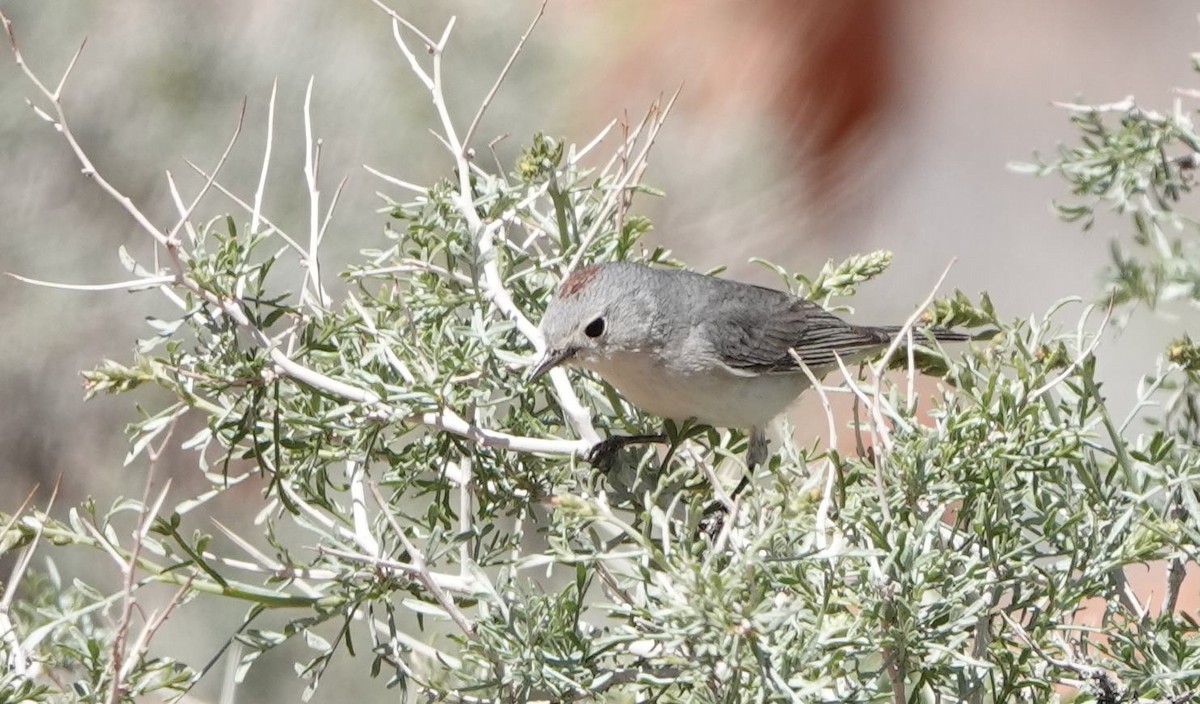 Lucy's Warbler - ML617326518