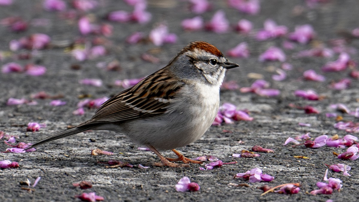 Chipping Sparrow - ML617326767
