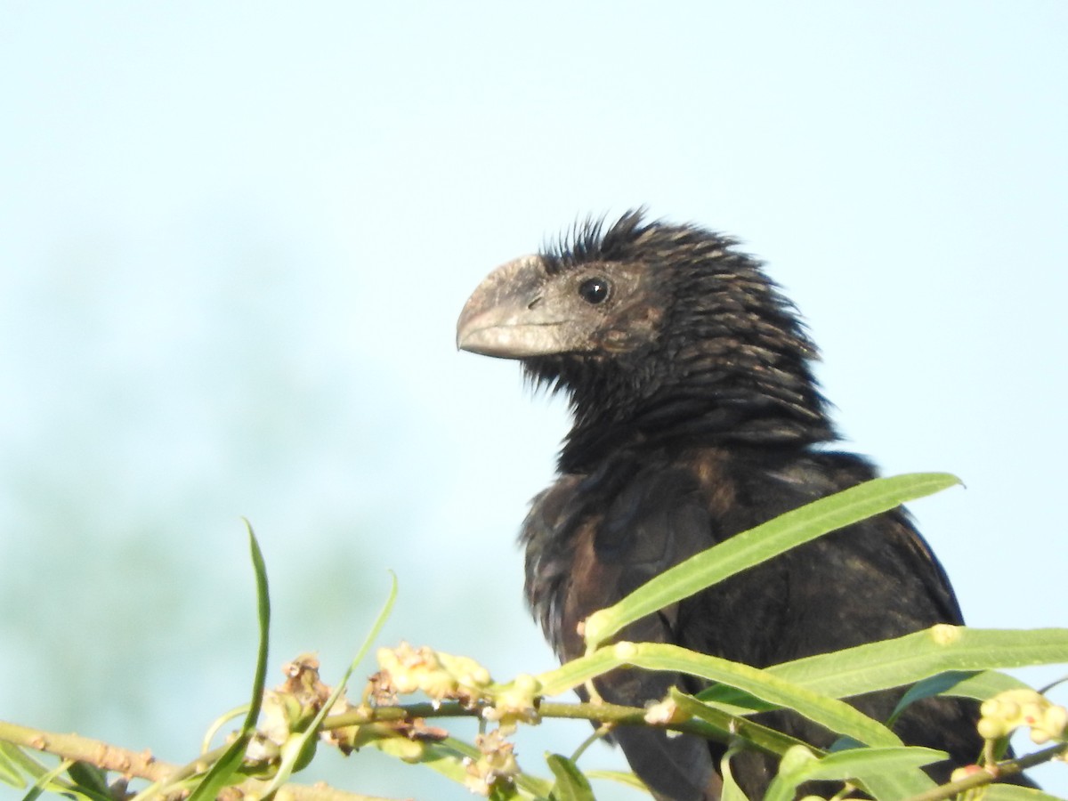Smooth-billed Ani - Andres Alejandro  Caric