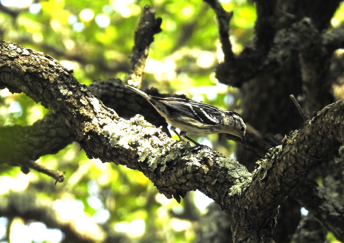 Black-and-white Warbler - ML617326890