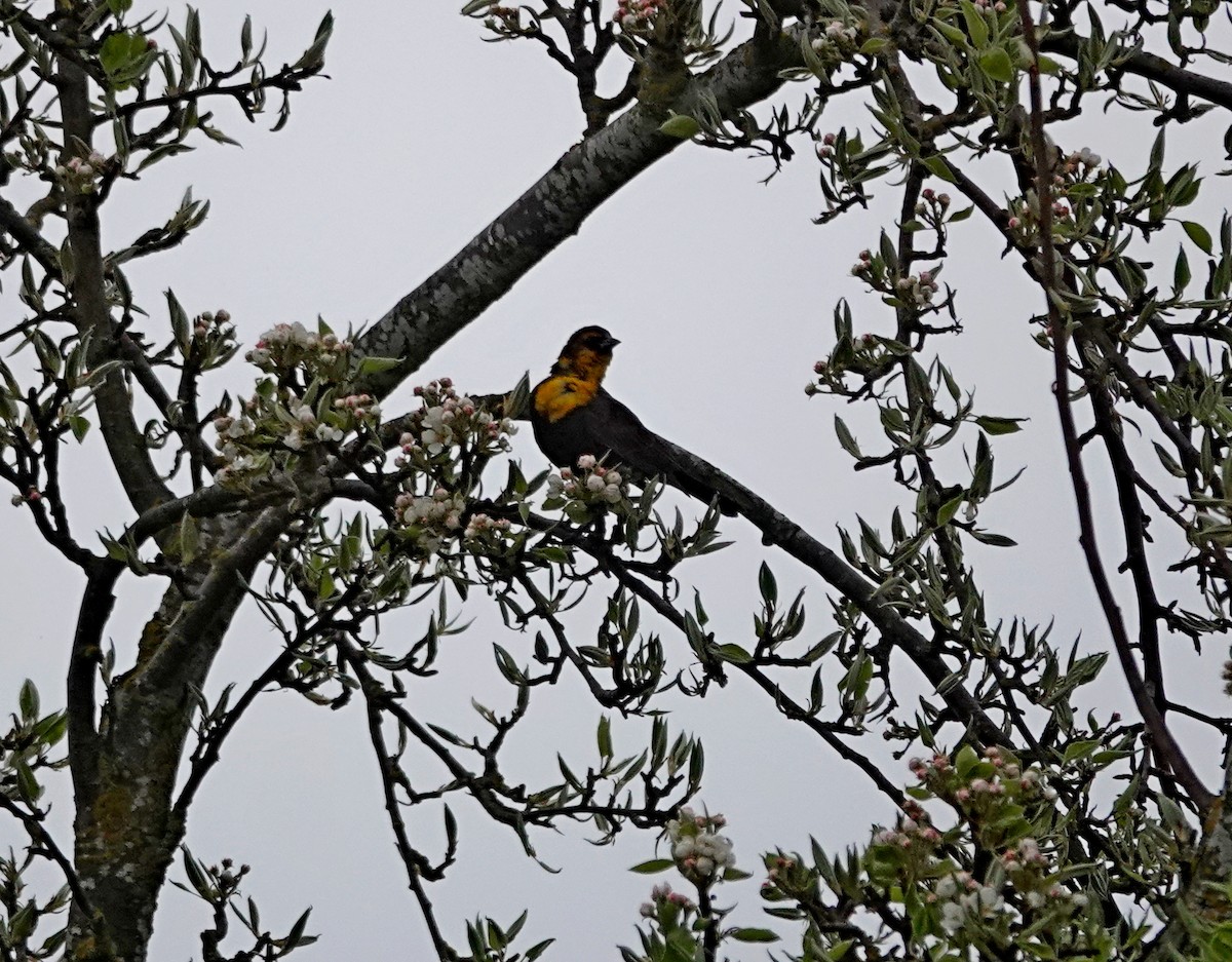 Yellow-headed Blackbird - ML617326917