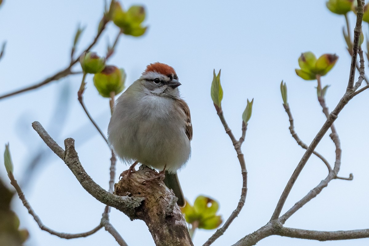 Chipping Sparrow - ML617326918