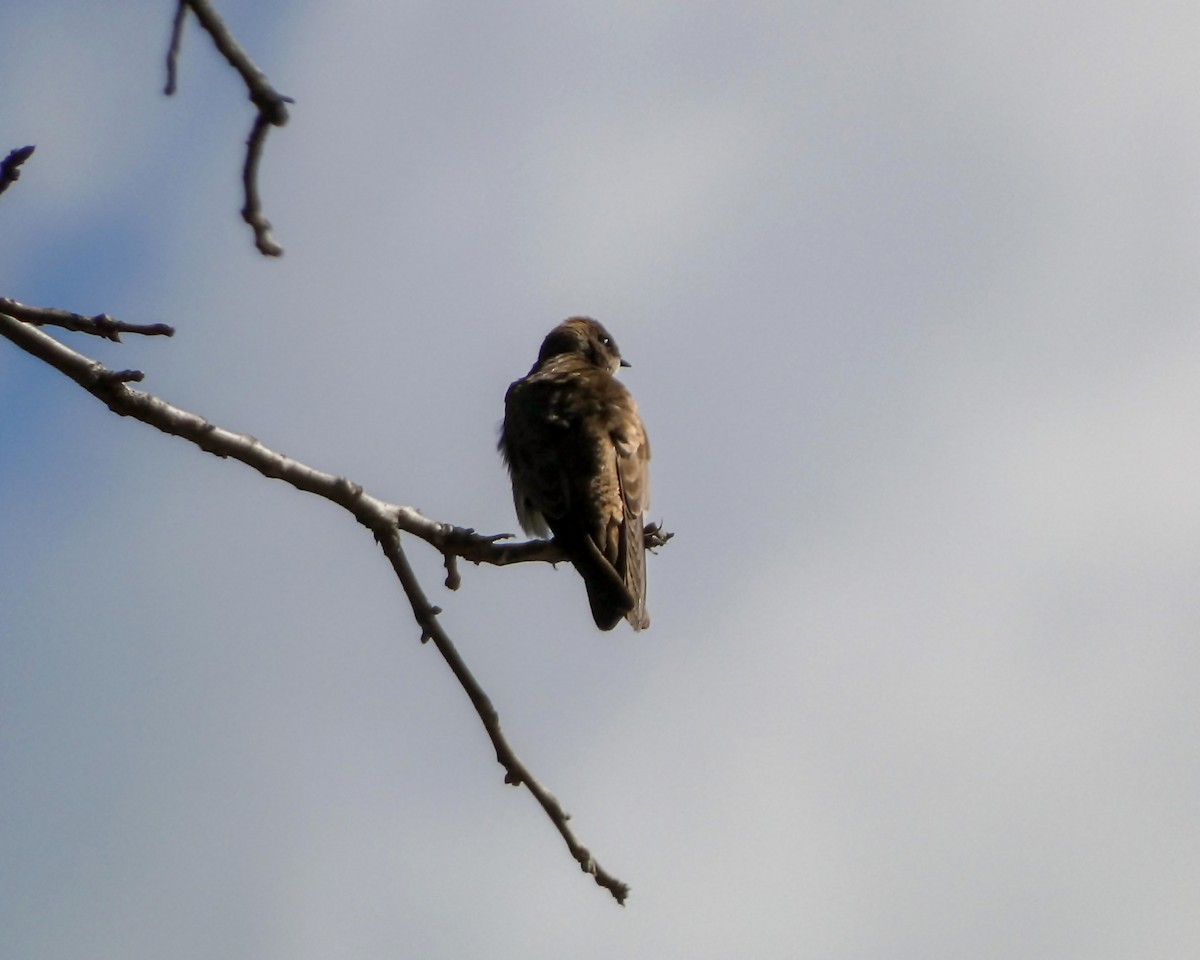 Northern Rough-winged Swallow - ML617326944