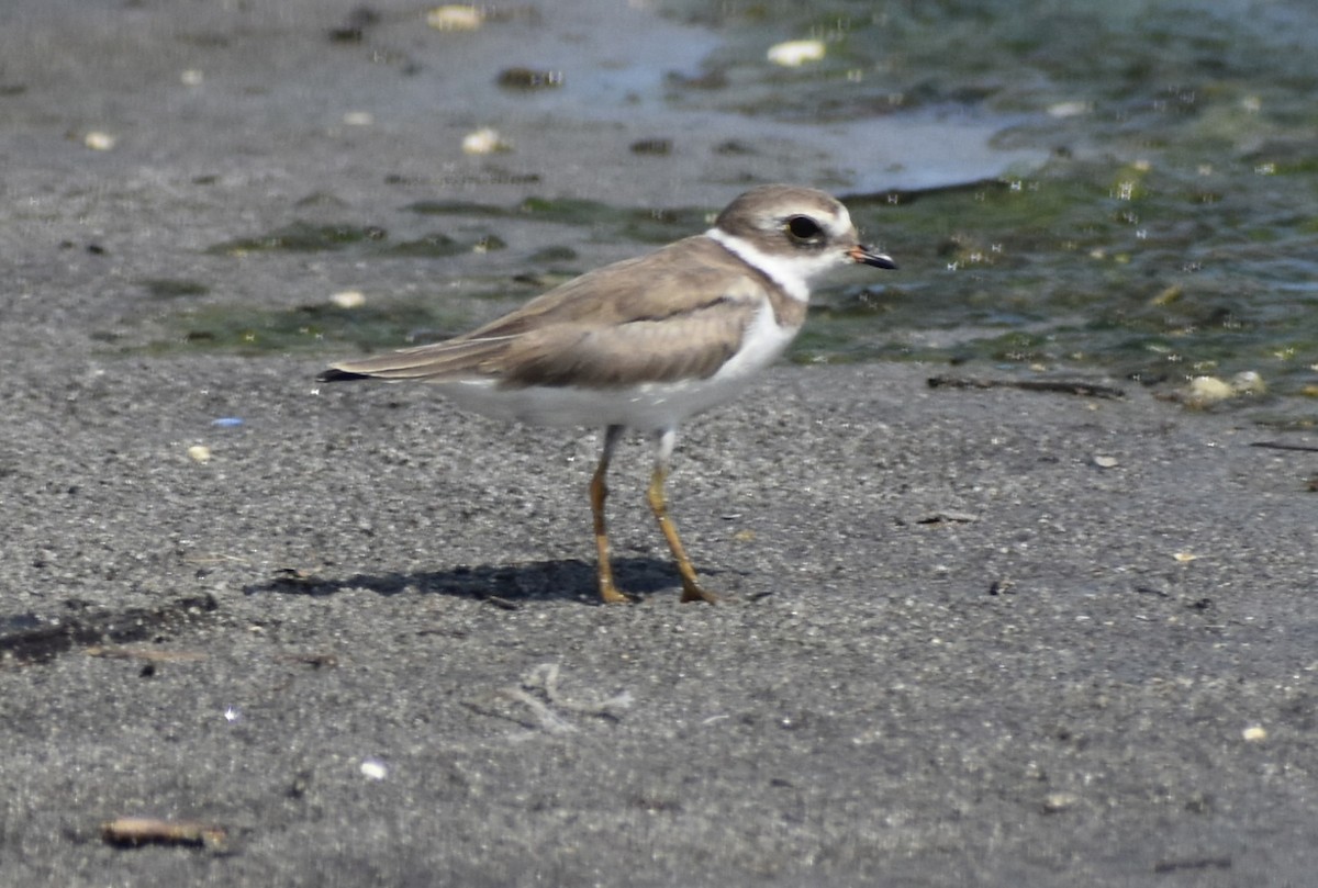 Semipalmated Plover - ML617327054