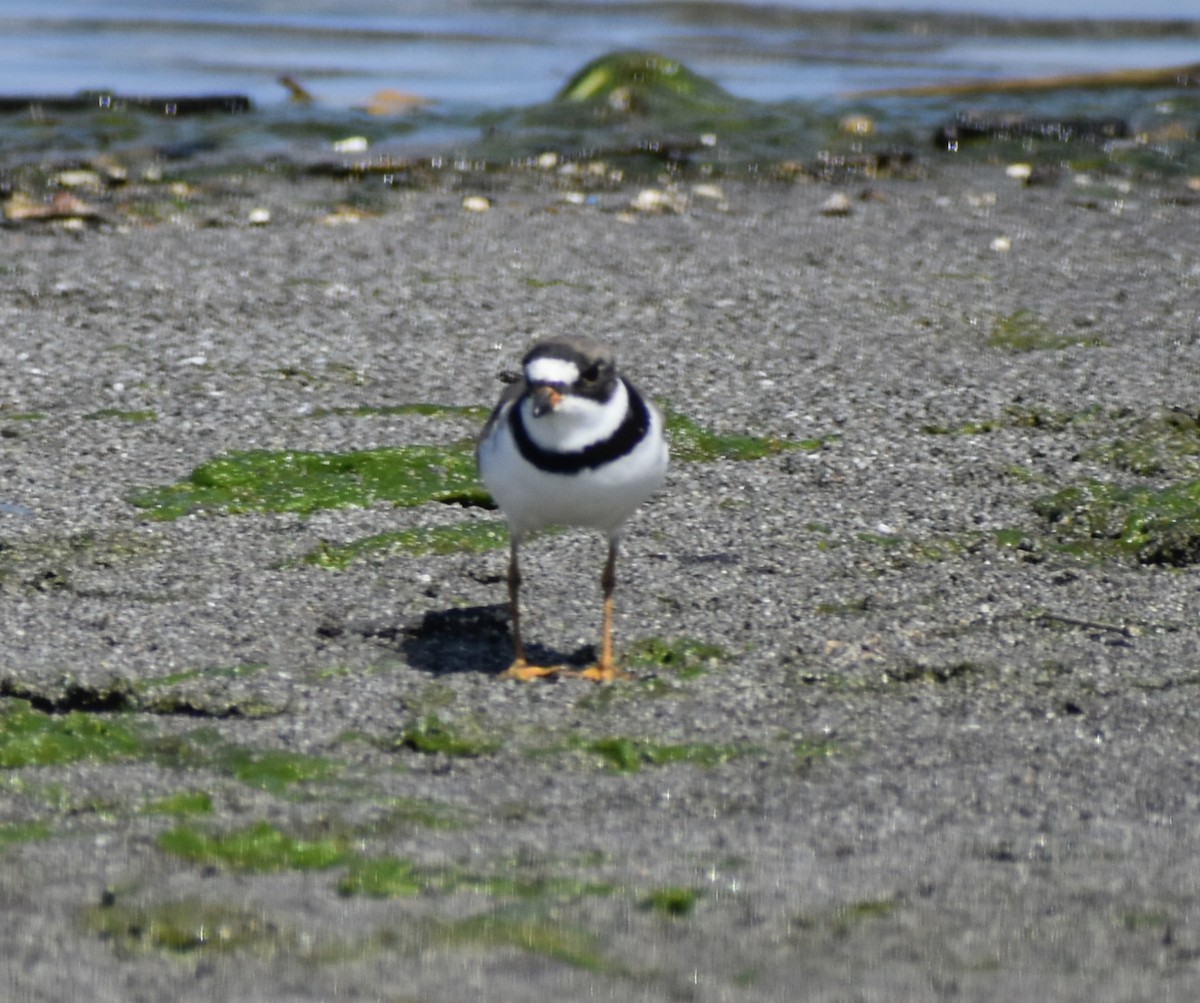 Semipalmated Plover - ML617327056