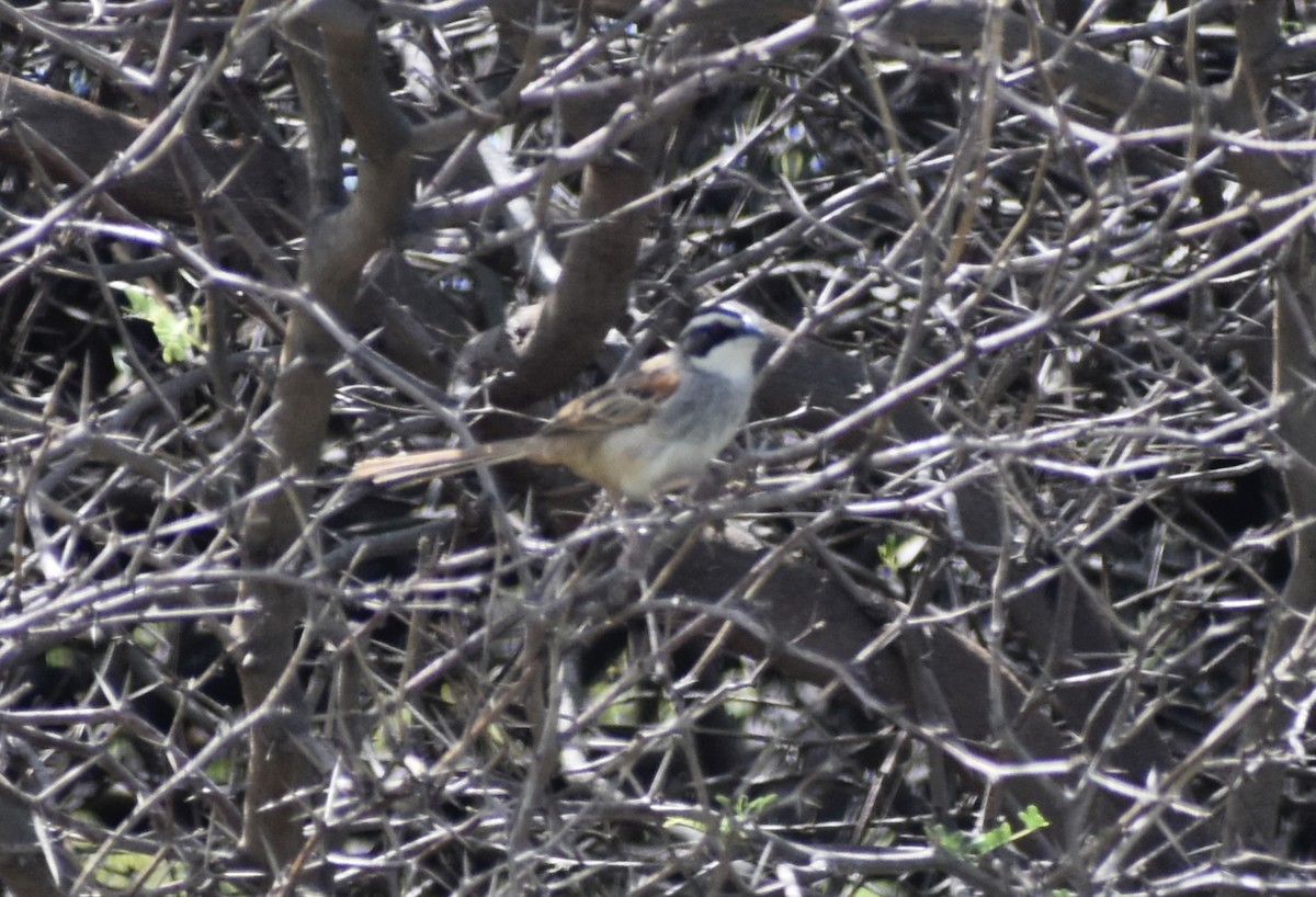 Stripe-headed Sparrow - ML617327090