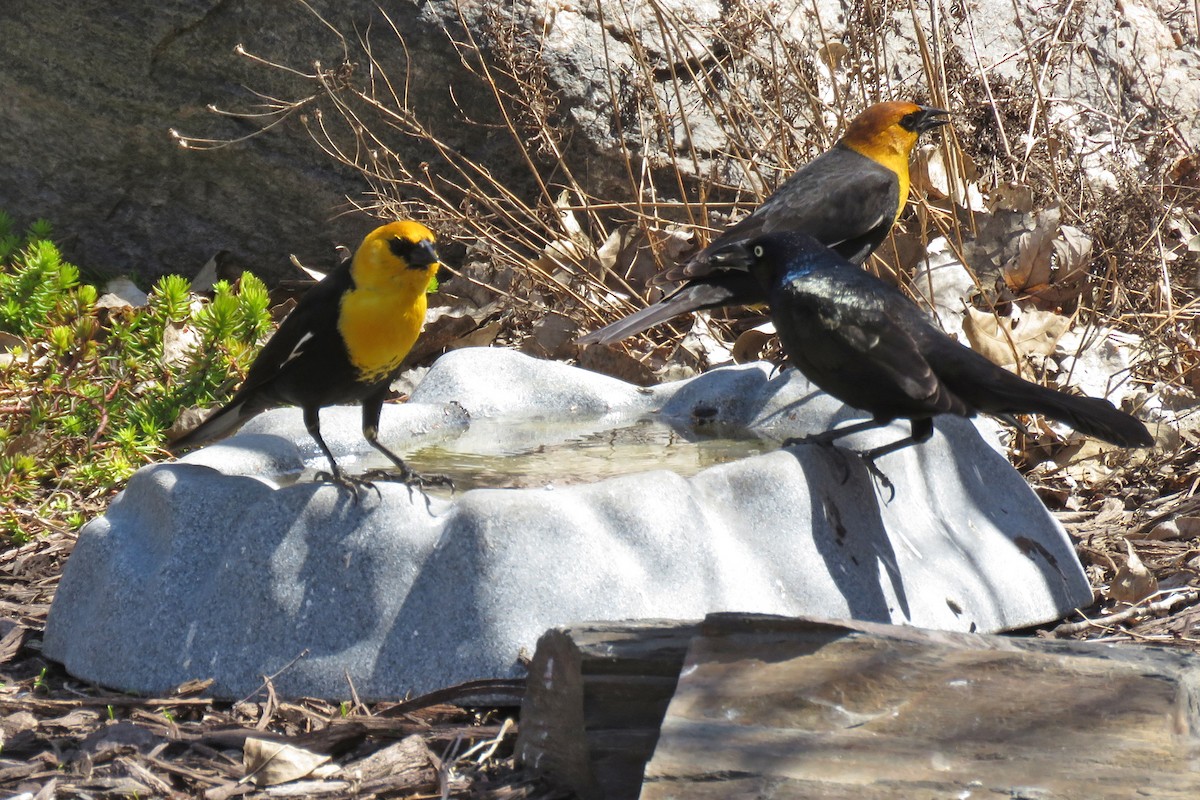 Yellow-headed Blackbird - ML617327137