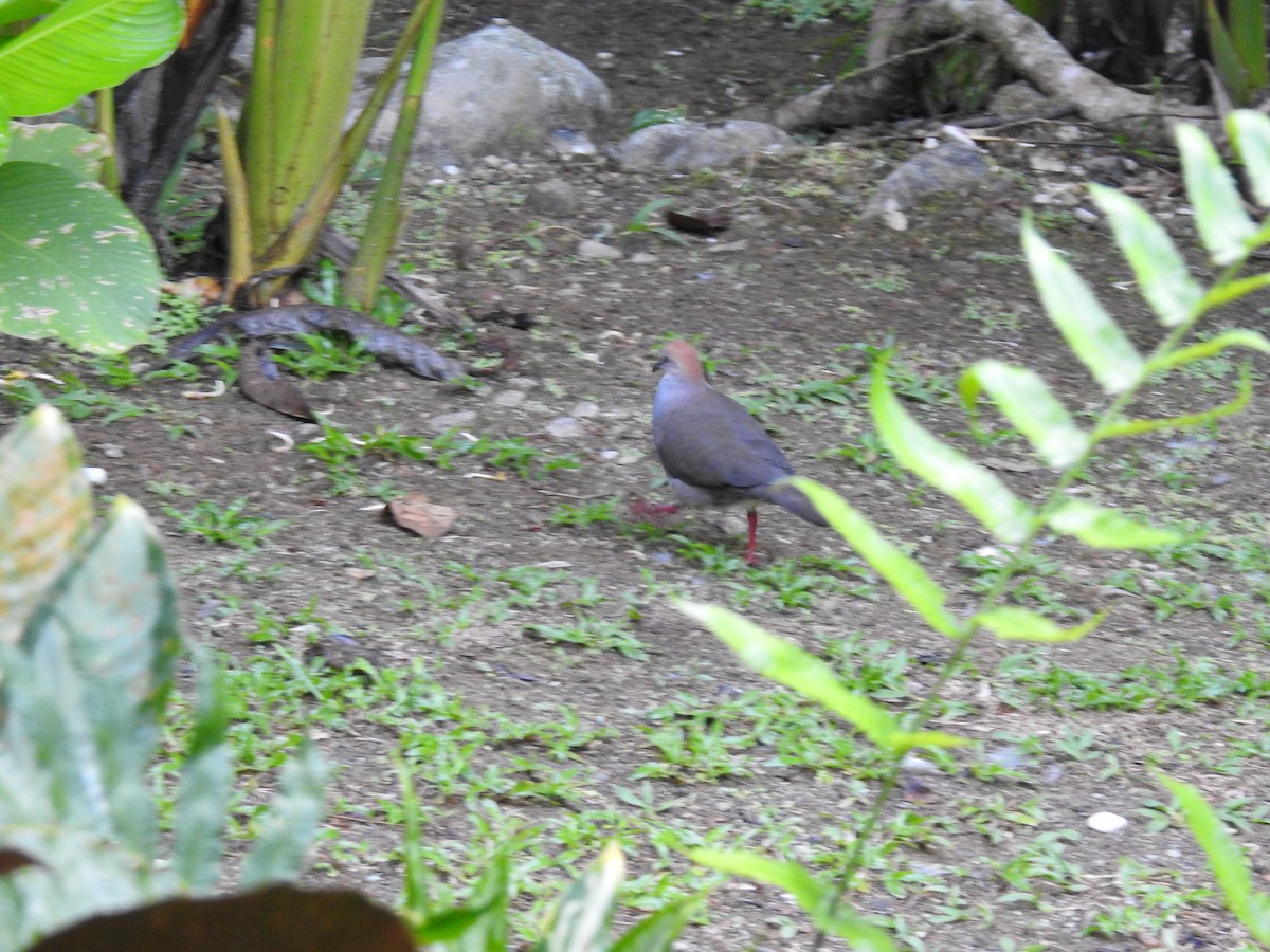 Gray-chested Dove - ML617327255