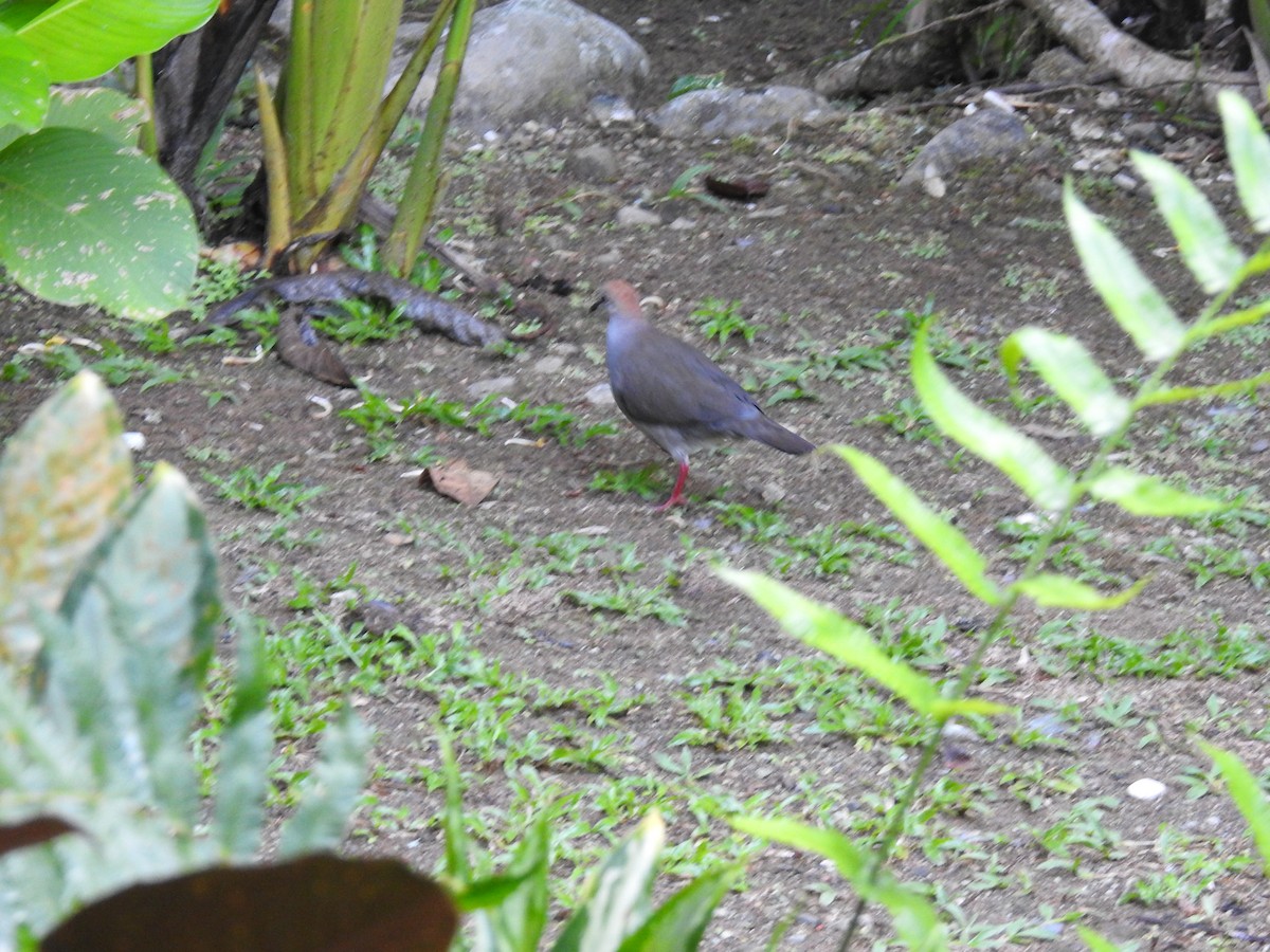Gray-chested Dove - ML617327266