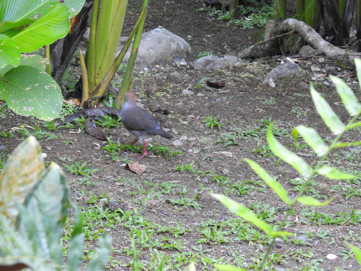 Gray-chested Dove - ML617327276