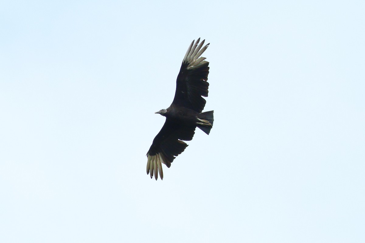 Black Vulture - ML617327353