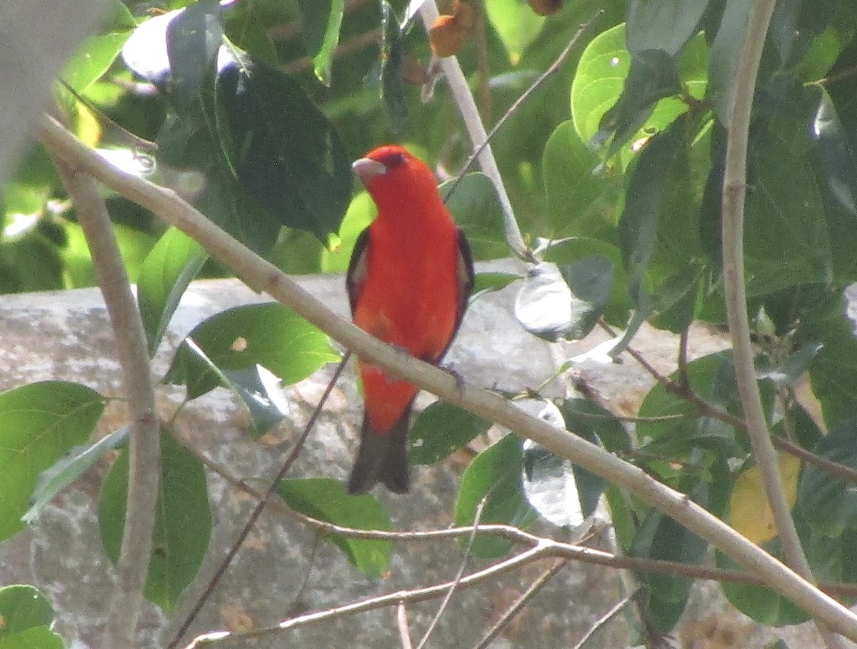 Scarlet Tanager - ML617327367