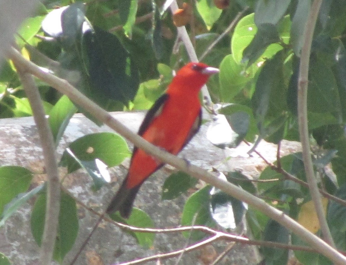 Scarlet Tanager - ML617327368