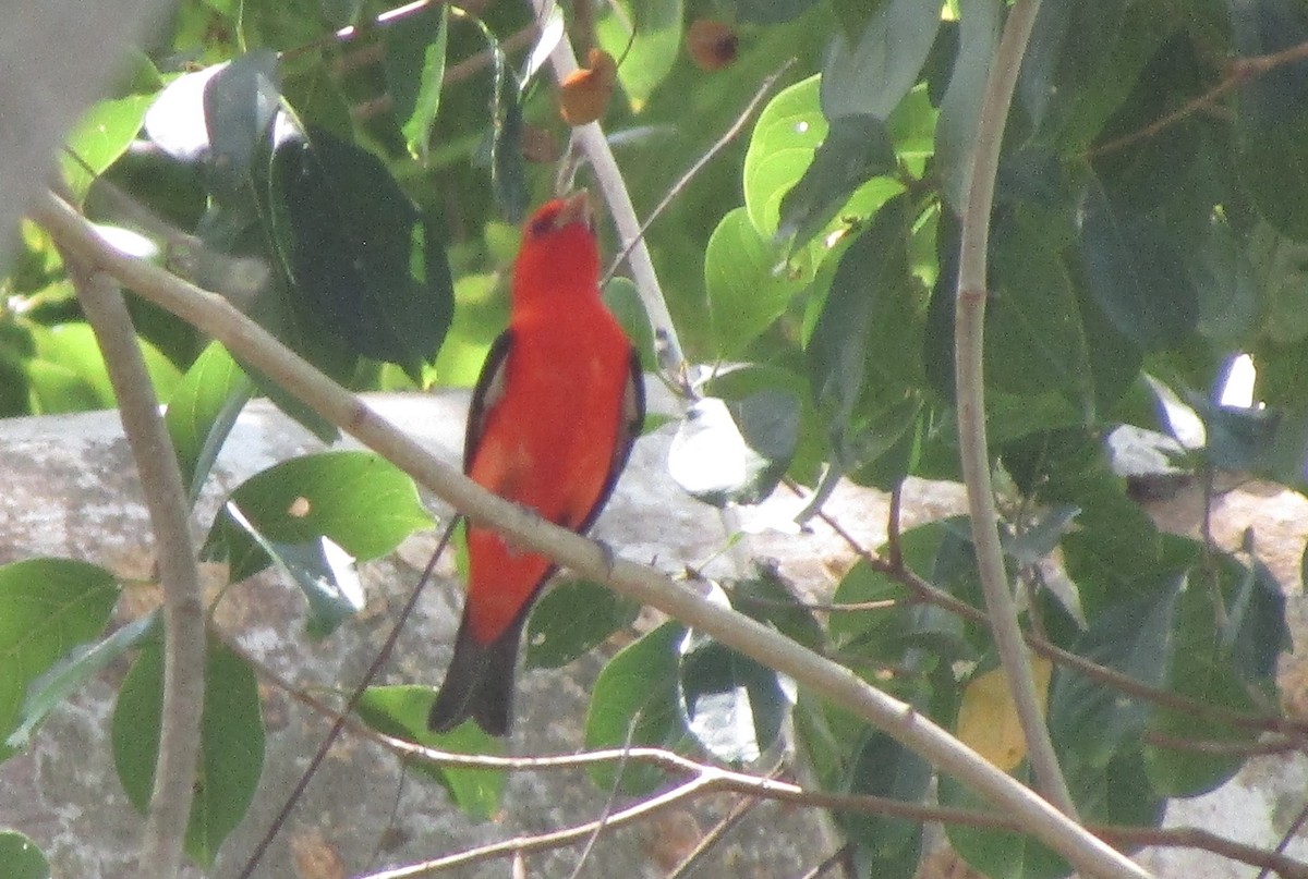 Scarlet Tanager - ML617327369