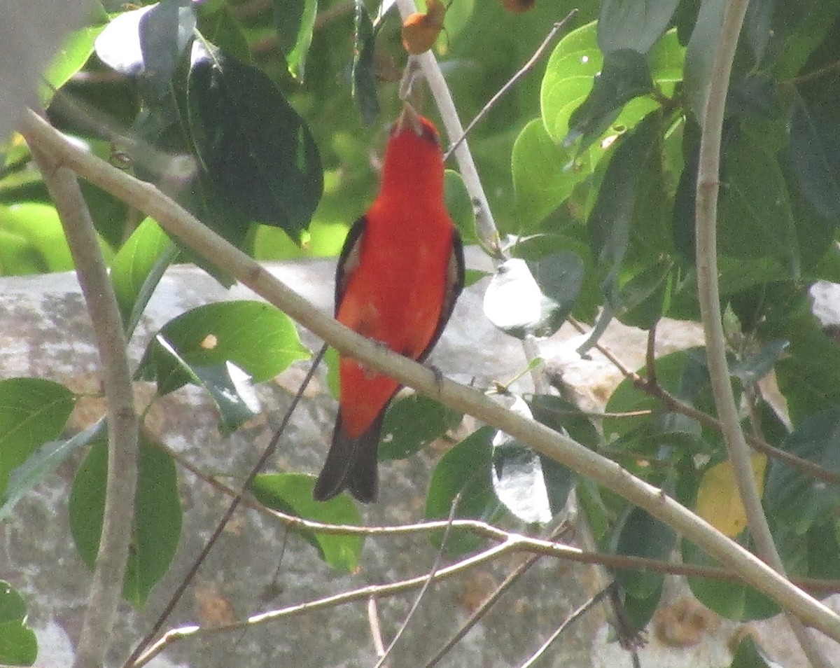 Scarlet Tanager - ML617327370