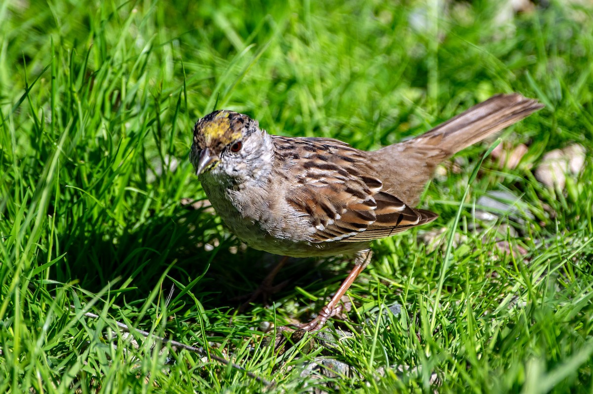 Golden-crowned Sparrow - ML617327376