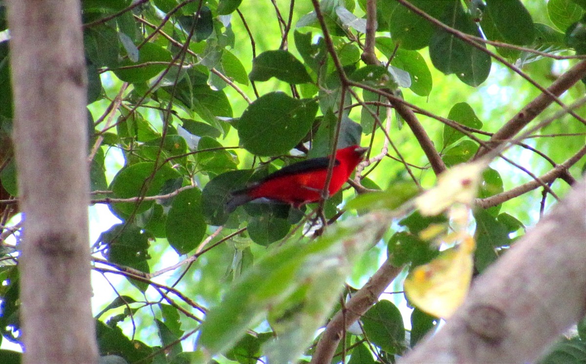 Scarlet Tanager - ML617327526