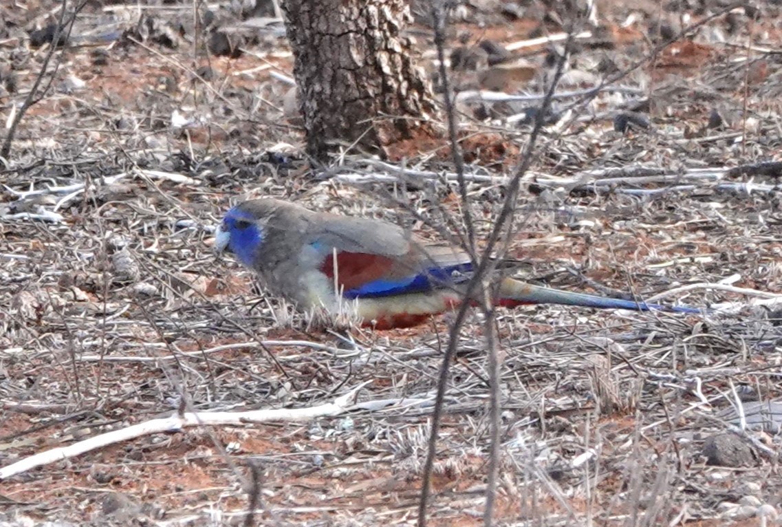 Greater Bluebonnet (Red-vented) - ML617327609