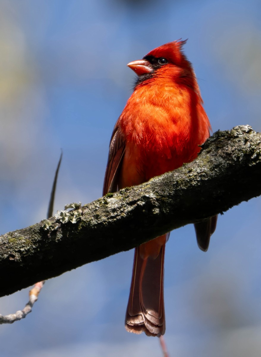 Northern Cardinal - Howard Cox