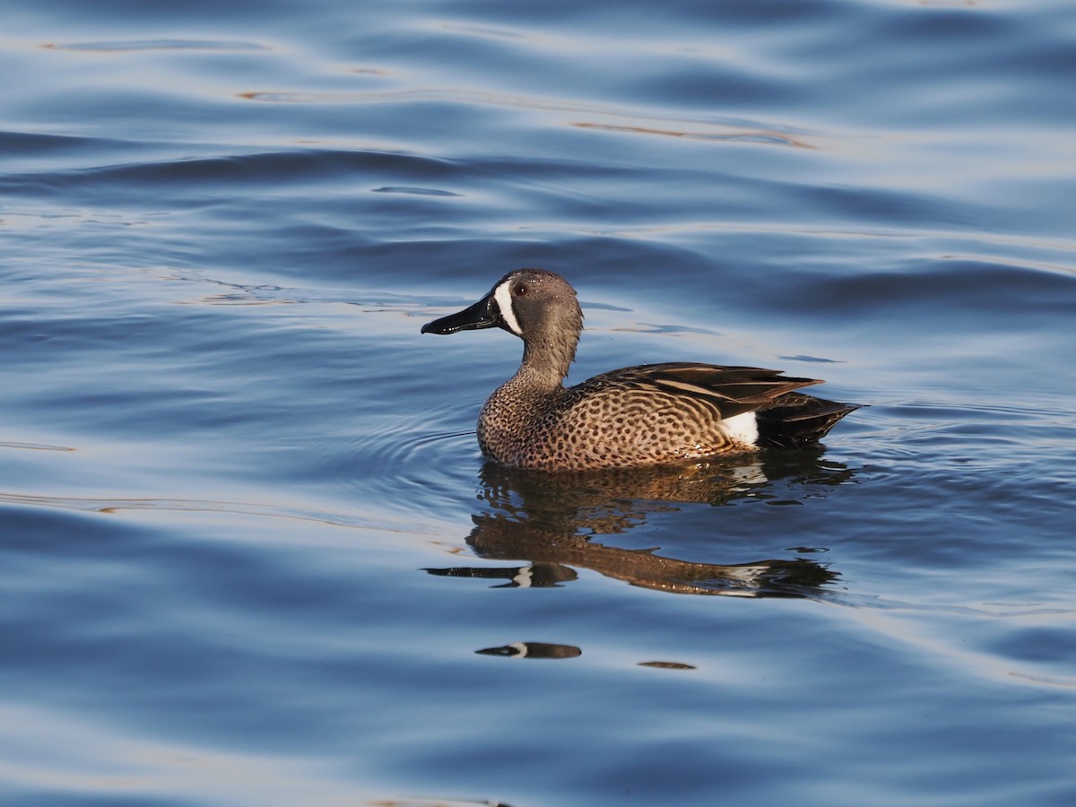 Blue-winged Teal - ML617327729