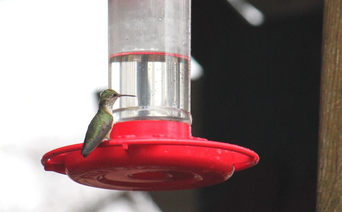 Calliope Hummingbird - ML617327775