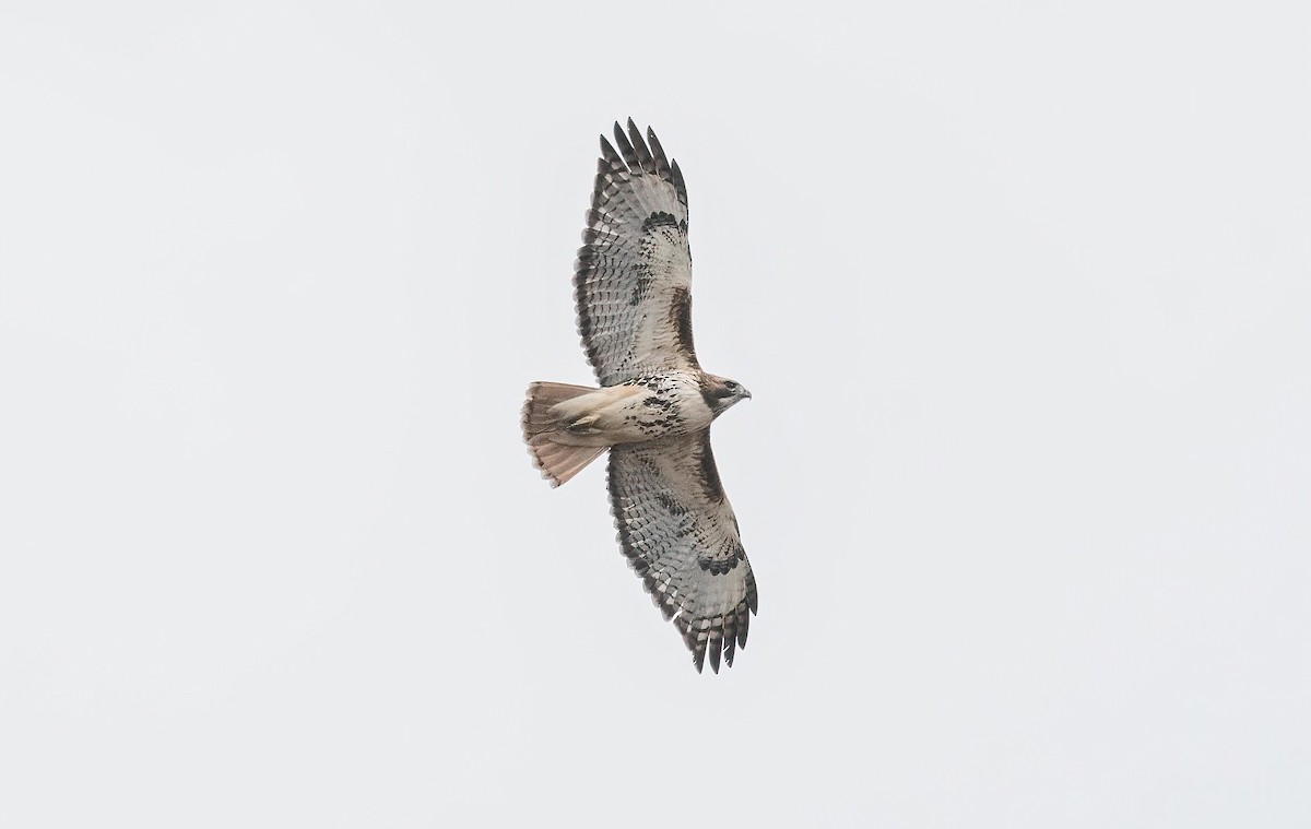 Red-tailed Hawk - Yannick Fleury