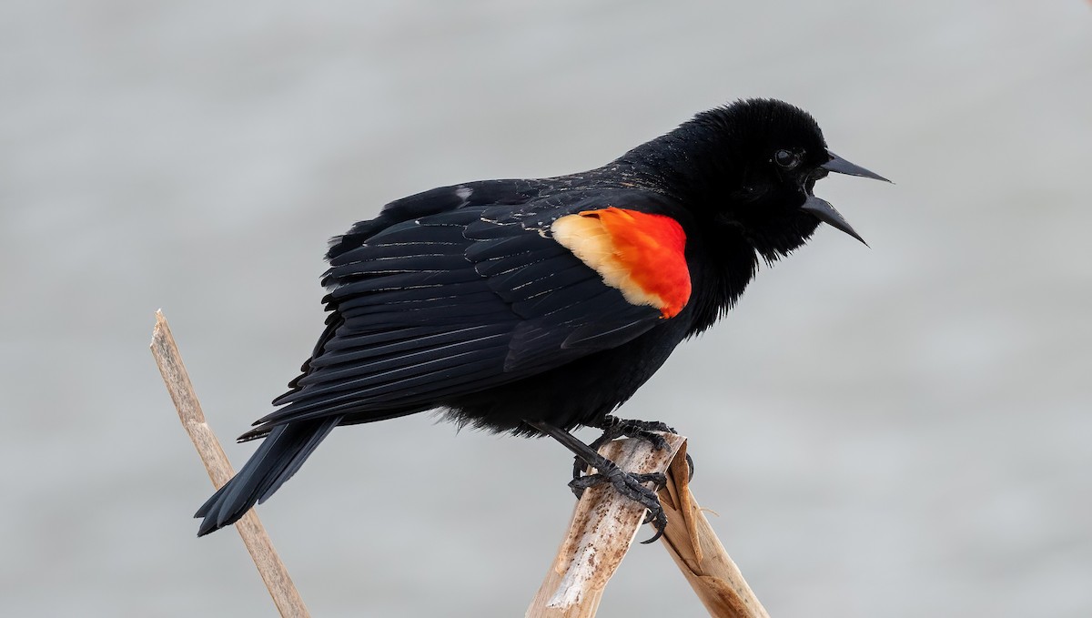 Red-winged Blackbird - Yannick Fleury