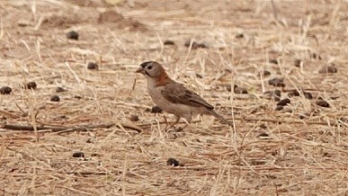 Speckle-fronted Weaver - ML617327965