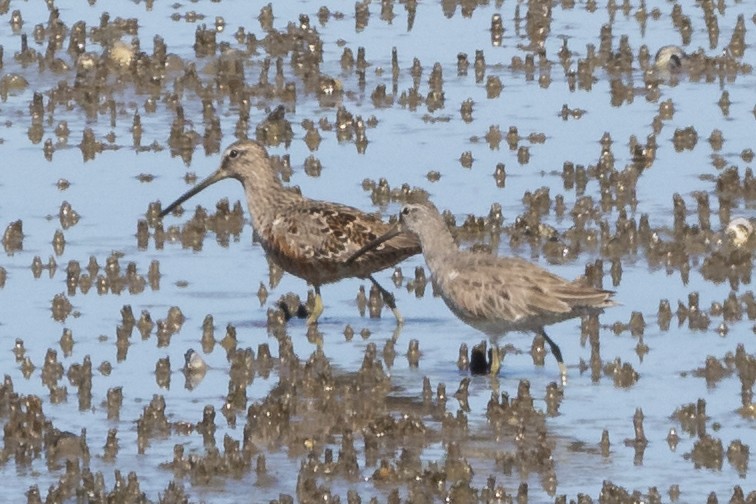 Long-billed Dowitcher - ML617328000