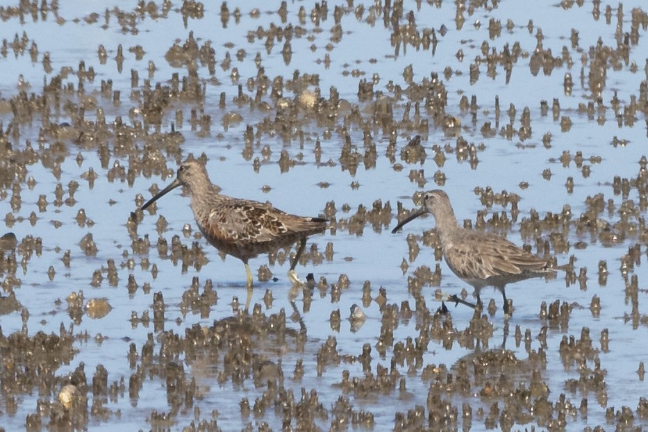 Long-billed Dowitcher - ML617328001