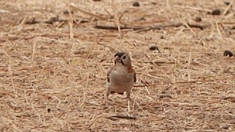 Speckle-fronted Weaver - ML617328012