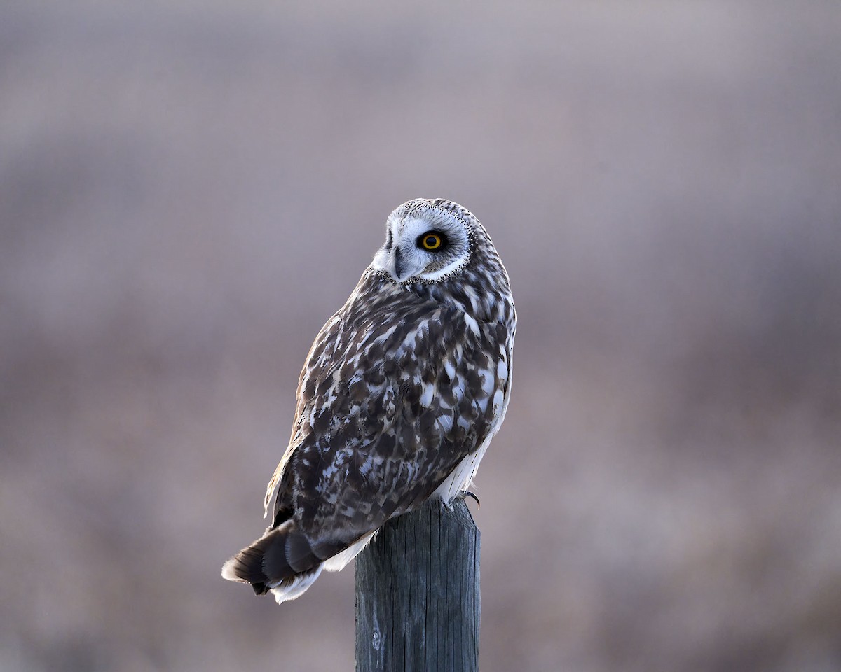 Short-eared Owl - ML617328074