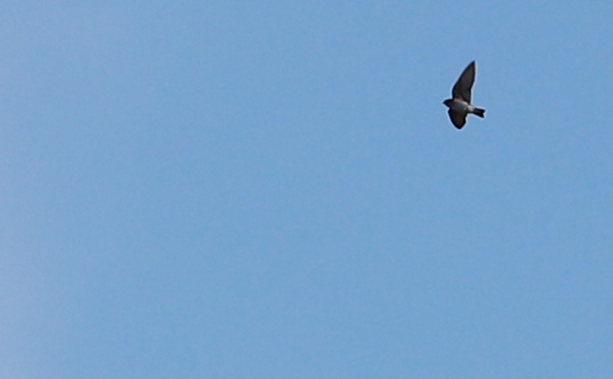 Northern Rough-winged Swallow - ML617328078
