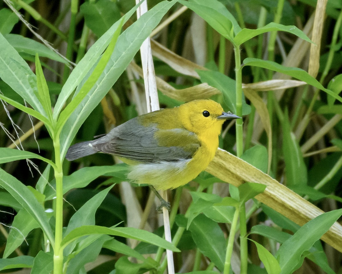 Prothonotary Warbler - ML617328112