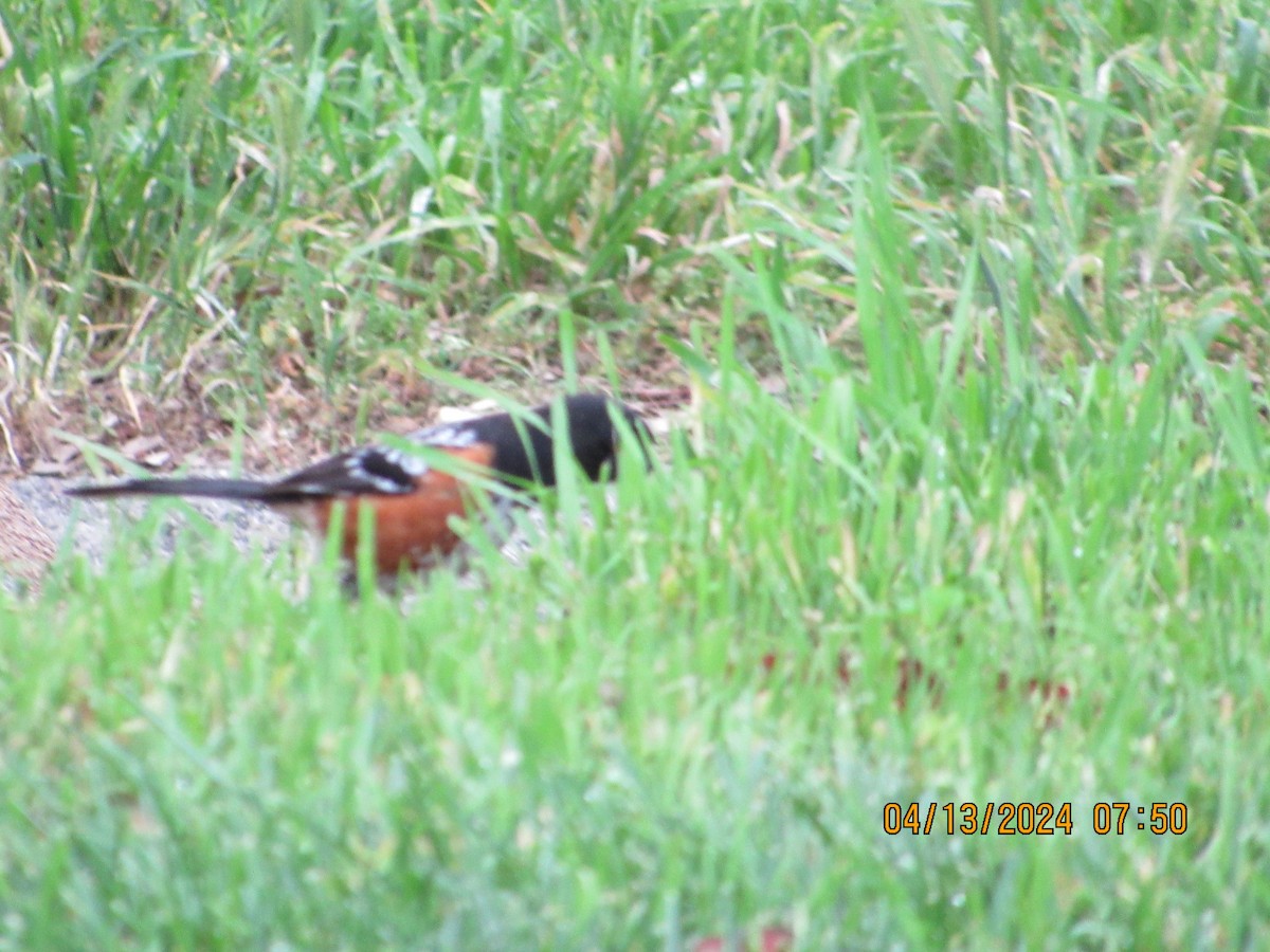 Spotted Towhee - ML617328127