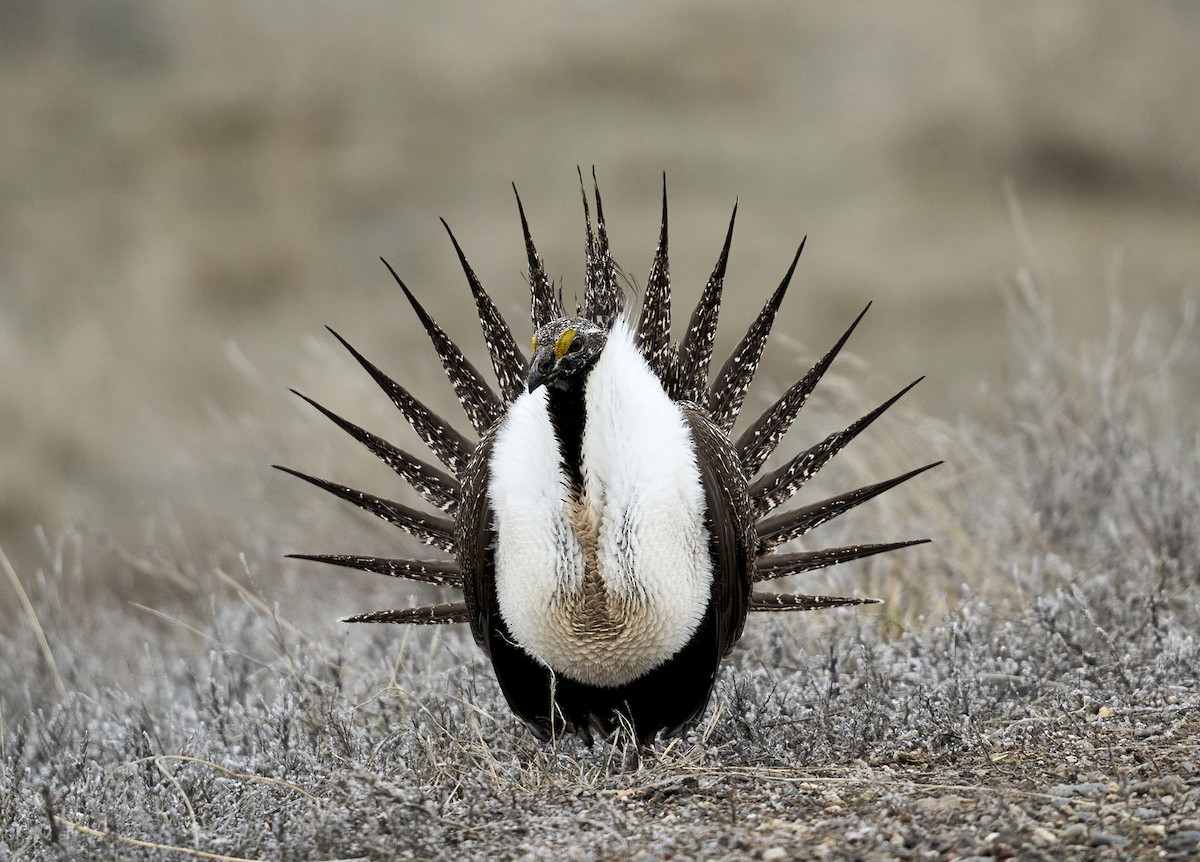 Greater Sage-Grouse - ML617328154