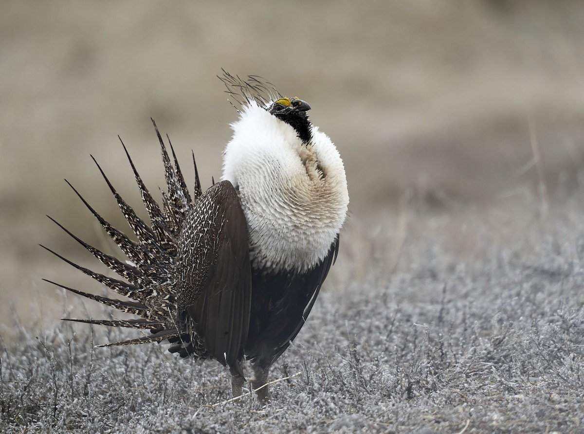 Greater Sage-Grouse - ML617328156