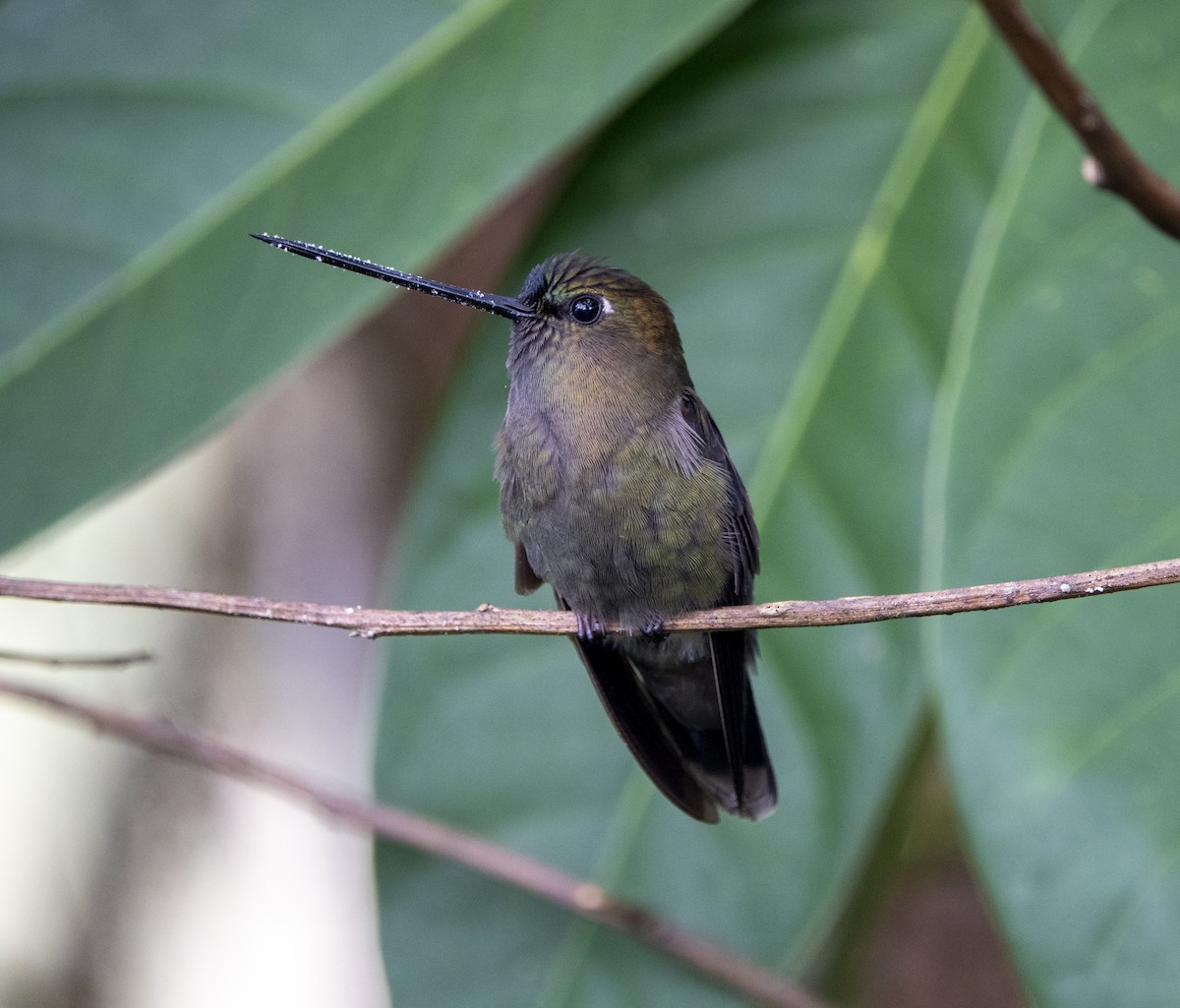 kolibřík zelenočelý - ML617328174