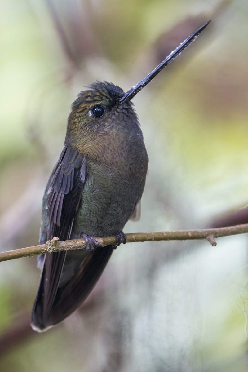 kolibřík zelenočelý - ML617328175