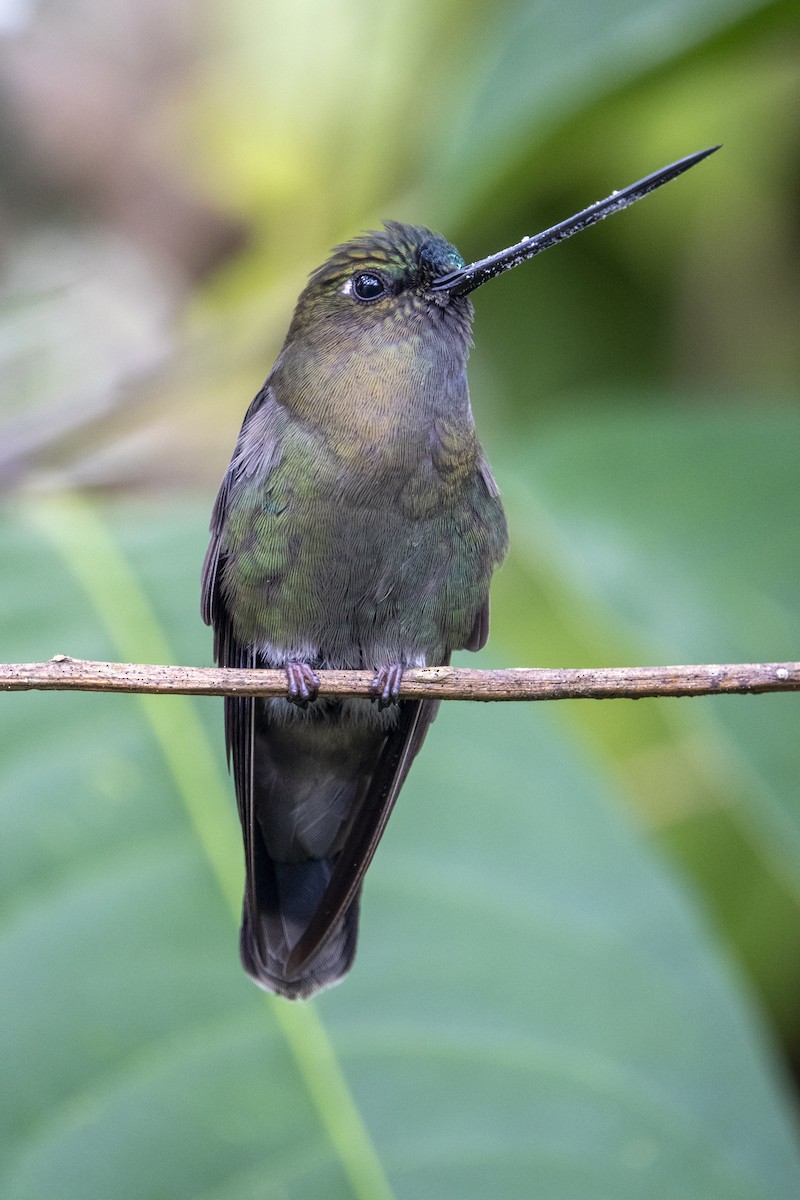kolibřík zelenočelý - ML617328181