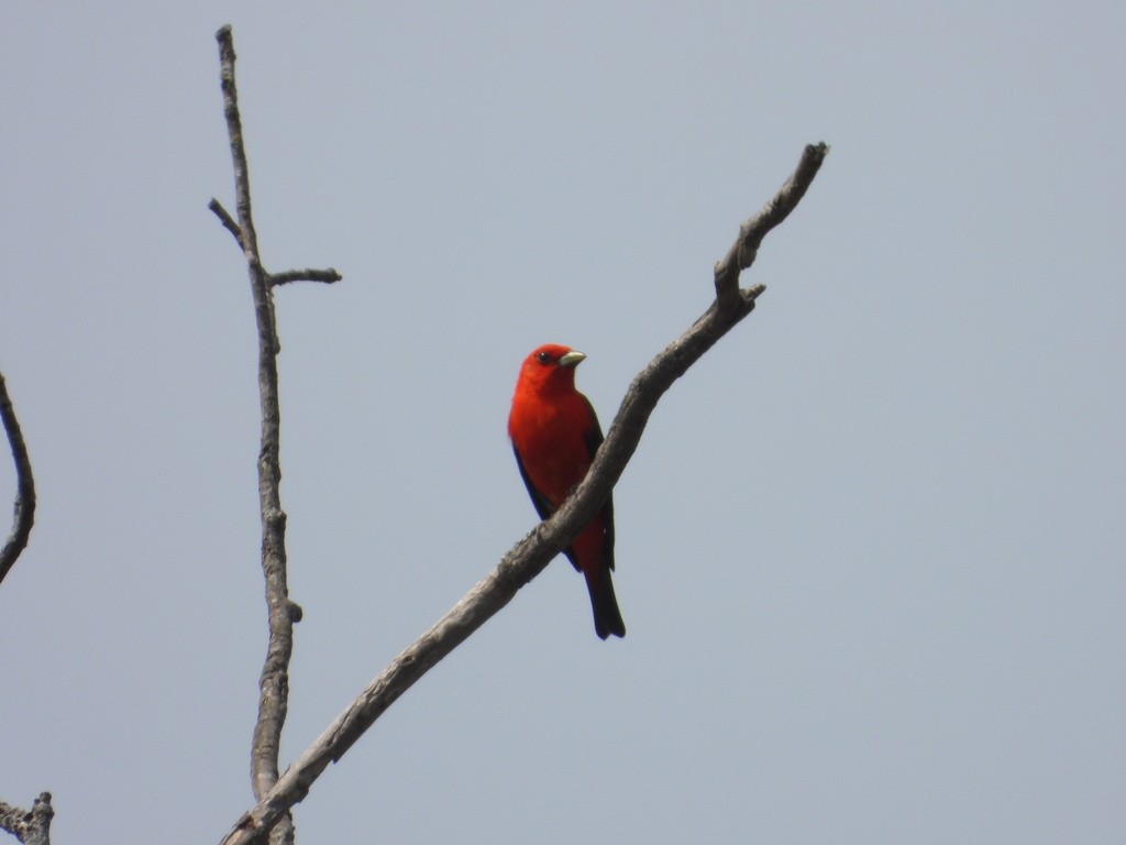 Scarlet Tanager - ML617328192