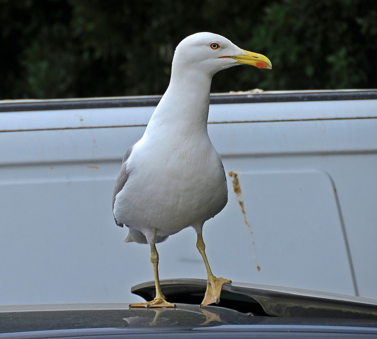 Yellow-legged Gull - ML617328276