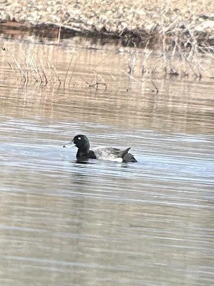 Greater Scaup - ML617328306