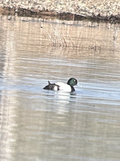 Greater Scaup - ML617328307