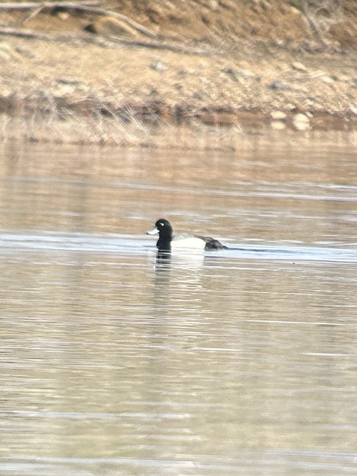 Greater Scaup - ML617328308